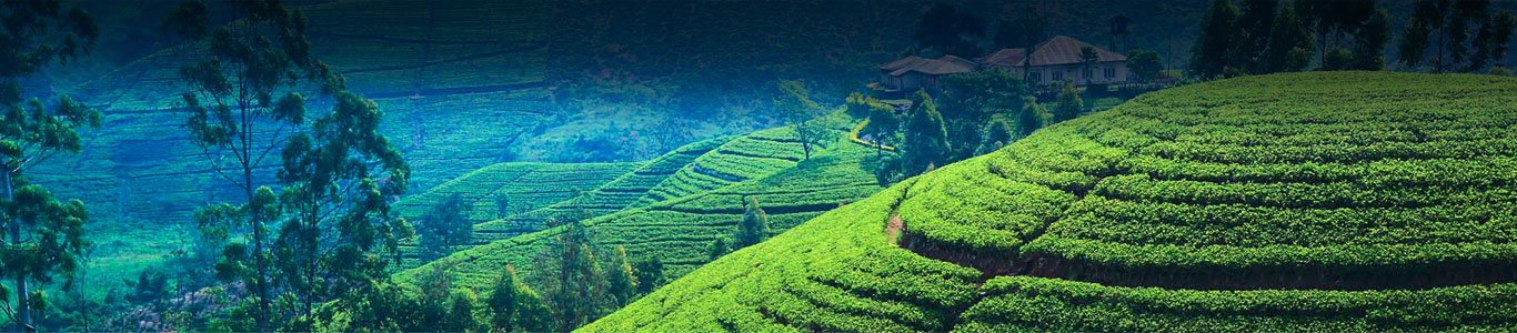 Darjeeling