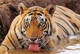 India Wildlife