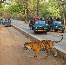 India Tiger Tour