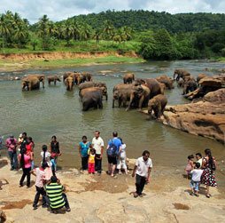 Pinnawala Elephant Orphanage