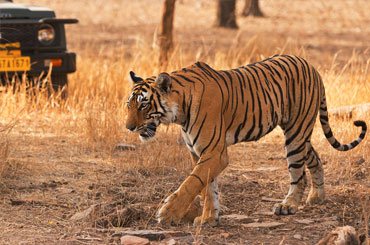 Ranthambore Tiger