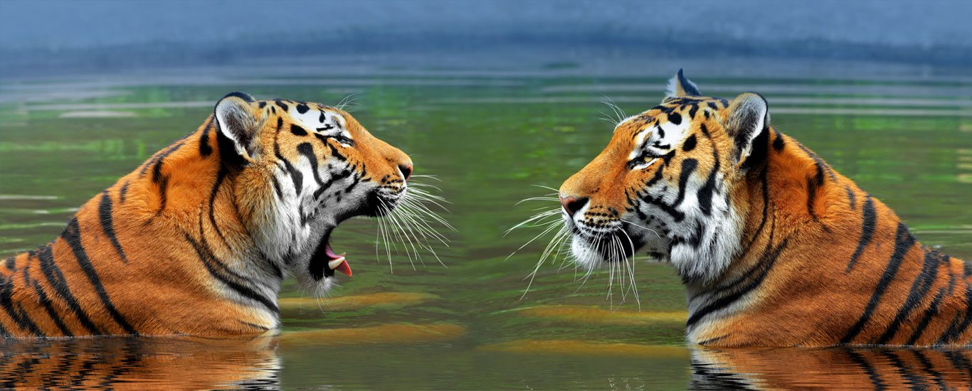 India Wildlife