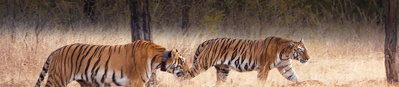 India Wildlife Tour